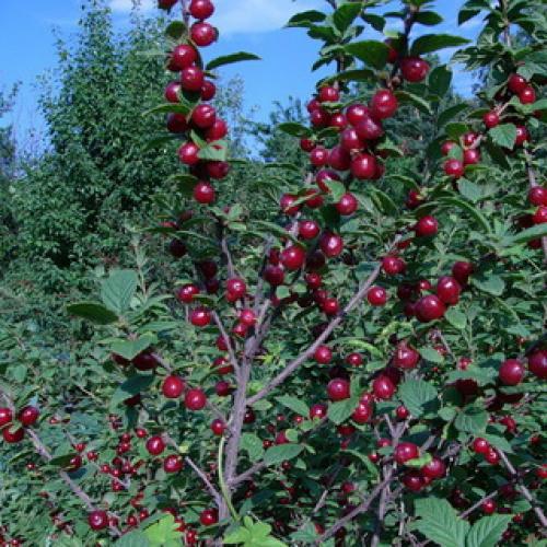 Обрезка вишня войлочная осенью. Обрезка очень старых кустарников войлочной вишни 08