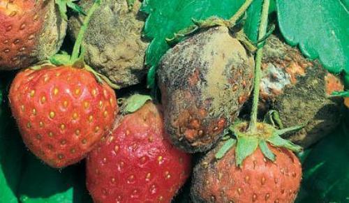 Когда опрыскивать яблони в осень. Препараты для обработки 03 Когда опрыскивать яблони в осень. Препараты для обработки 03