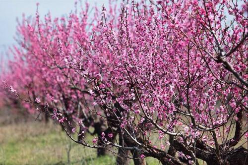 Персик сорт золотая москва. Персик золотая Москва: описание с фото, правила ухода