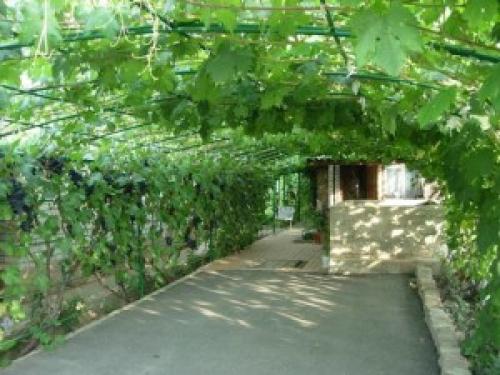 Обрезка неукрывного винограда на арке весной. Обрезка и формировка беседочной формы винограда +ВИДЕО