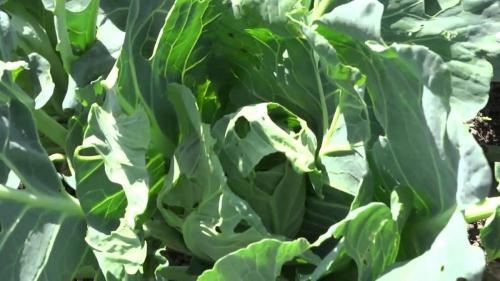 На капусте гусеницы, как избавиться. Как избавиться от гусениц на капусте?