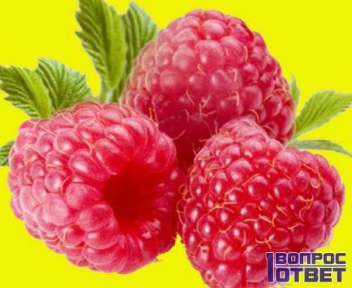 Малина червивая, как бороться. Почему червивая и что делать? 03