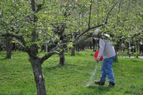 Весенняя подкормка яблонь и груш. Чем подкармливать плодовые деревья