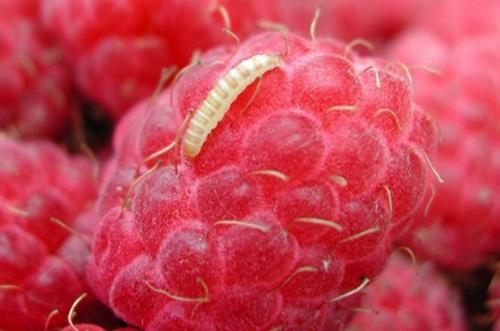 Малина червивая, что делать. Червяки в малине –, как бороться