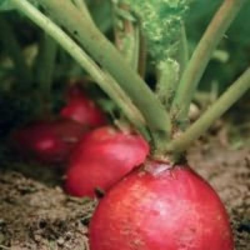 Посев редиски в январе. Когда сеять редис в открытый грунт?