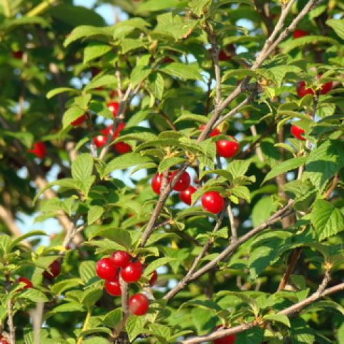 Обрезка вишня войлочная осенью. Обрезка очень старых кустарников войлочной вишни 02