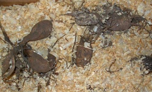 Когда и как убирать табак курительный. Как правильно выращивать табак, пошаговая инструкция 17