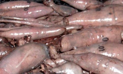 Когда и как убирать табак курительный. Как правильно выращивать табак, пошаговая инструкция 15