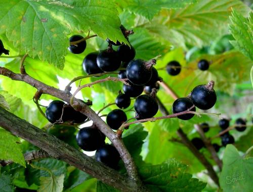 Размножение смородины зелеными черенками летом. Черная смородина - размножение зелеными черенками 06