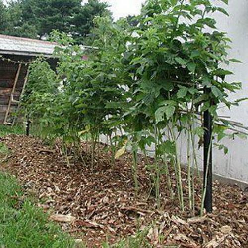 Шпалера для малины своими руками. Шпалера для малины: виды, изготовление и применение 08