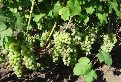 Выращивание винограда в краснодарском крае. Краснодарский край