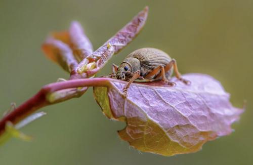Персик сорт золотая москва. Персик золотая Москва: описание с фото, правила ухода 11 Персик сорт золотая москва. Персик золотая Москва: описание с фото, правила ухода 11