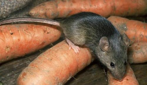 Мыши на грядках. Разновидности огородно-дачных вредителей