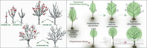 Обрезка яблонь весной схема. Подготовка к обрезке 17 Обрезка яблонь весной схема. Подготовка к обрезке 17