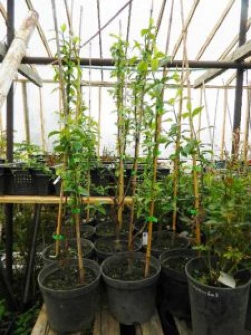 Как сажать грушу с закрытой корневой системой. Каким должен быть саженец