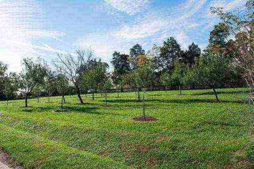 Какие плодовые деревья и кустарники посадить на даче в подмосковье. Шелковица белая