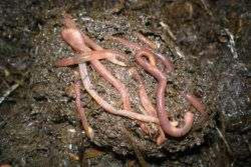 Пыловка для огорода применение. Разновидности и их использование 04 Пыловка для огорода применение. Разновидности и их использование 04