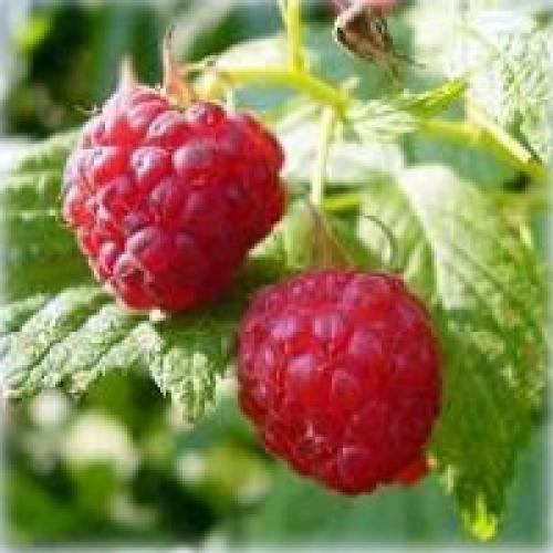 Выращивание малины дома. Уход и выращивание малины