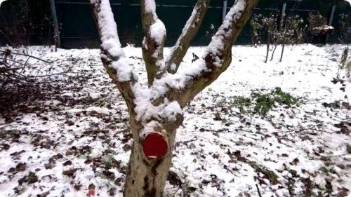 Обрезка кустарниковой вишни. Особенности обрезки вишни осенью