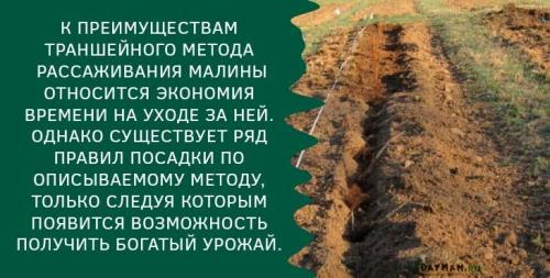 Как правильно сажать малину осенью в открытый грунт. Как правильно посадить саженцы малины осенью — пошаговая инструкция