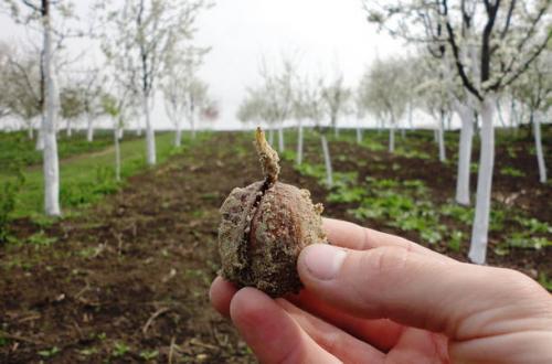 На, какой год дает урожай грецкий орех. Как посадить орех