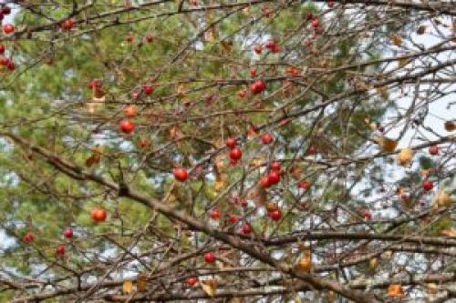 Как прививать яблони осенью пошагово. Насколько возможна прививка яблони на дичку, и в, какие сроки это делать?