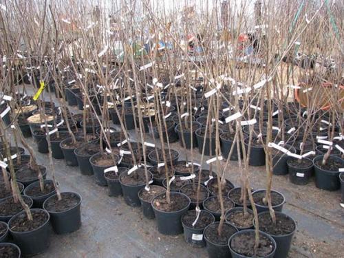 Как сажать грушу с закрытой корневой системой. Каким должен быть саженец