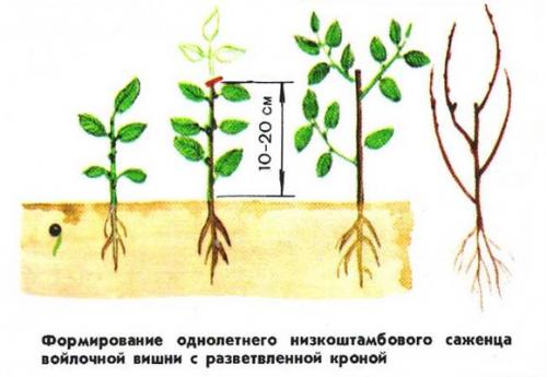 Как сформировать войлочную вишню. Как и чем делают обрезку