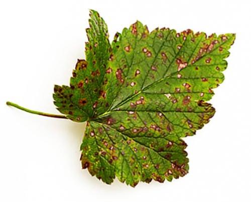 Фиолетовые листья у смородины. Распространённые грибковые заболевания