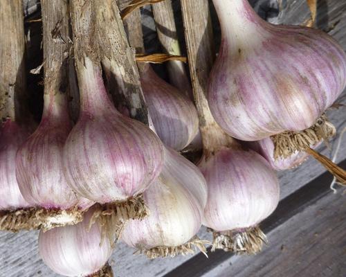 Когда и как убирать чеснок. Когда убирать чеснок