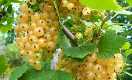 Размножение смородины зелеными черенками летом. Черная смородина - размножение зелеными черенками 04