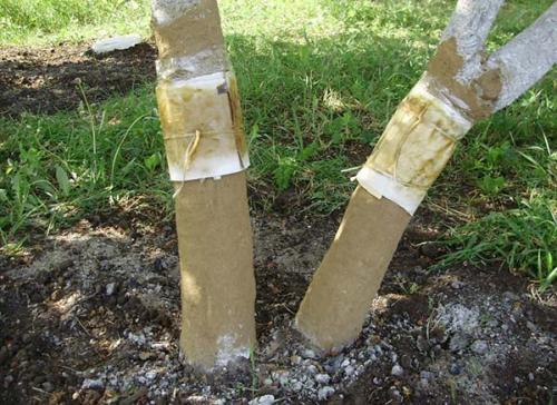 Обработка яблонь весной. Второй этап: опрыскивание в стадии «зеленого конуса»