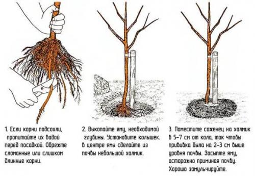 Посадка яблони осенью в подмосковье с закрытой корневой системой. Технология