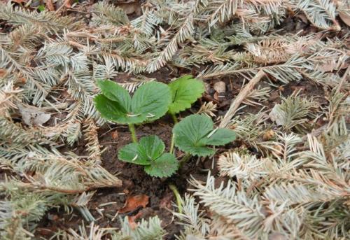Как подготовить клубнику на грядке к зиме. Особенности подготовки к зиме разных видов клубники 02