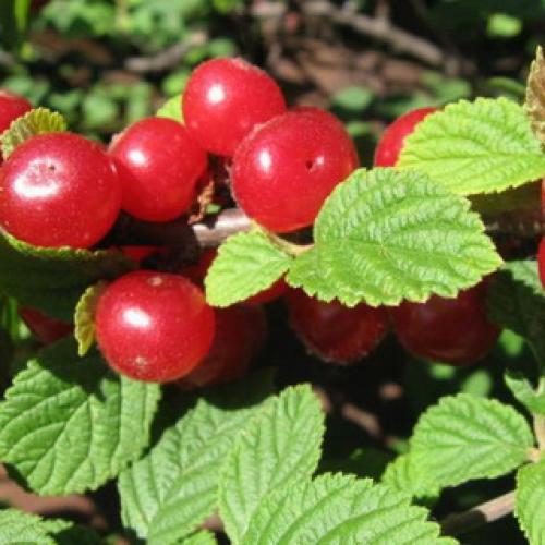 Обрезка вишня войлочная осенью. Обрезка очень старых кустарников войлочной вишни 03