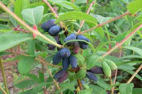 На, какой год дает плоды жимолость. Выращивание жимолости: правильная посадка и уход