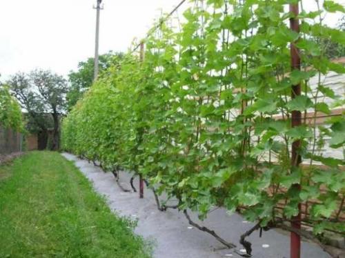 Правила обрезки винограда осенью. Формирование молодых кустов 14 Правила обрезки винограда осенью. Формирование молодых кустов 14