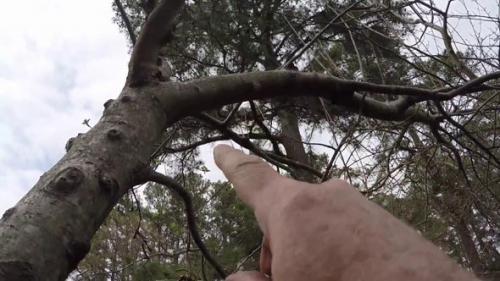 Черный рак на яблоне лечение. Рак яблони: особенности болезни 05 Черный рак на яблоне лечение. Рак яблони: особенности болезни 05