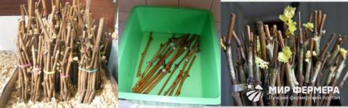 Прививка винограда осенью в корень. Прививка винограда