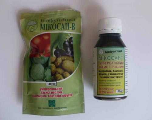 Гниют плоды на дереве. Меры борьбы