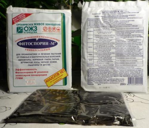 Гниют плоды на дереве. Меры борьбы