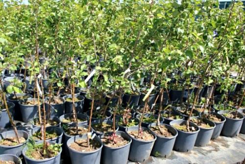 Когда сажать яблони в средней полосе. Когда лучше сажать яблоню