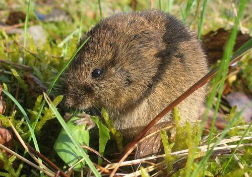 Мыши на грядках. Разновидности огородно-дачных вредителей