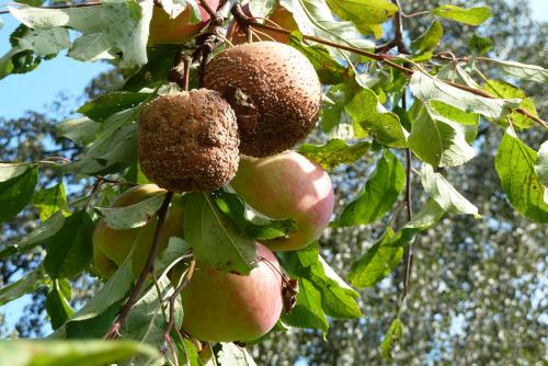 Почему на деревьях яблоки гниют. Почему яблоки гниют прямо на дереве и что с этим делать