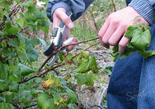 Размножение смородины зелеными черенками летом. Черная смородина - размножение зелеными черенками 01