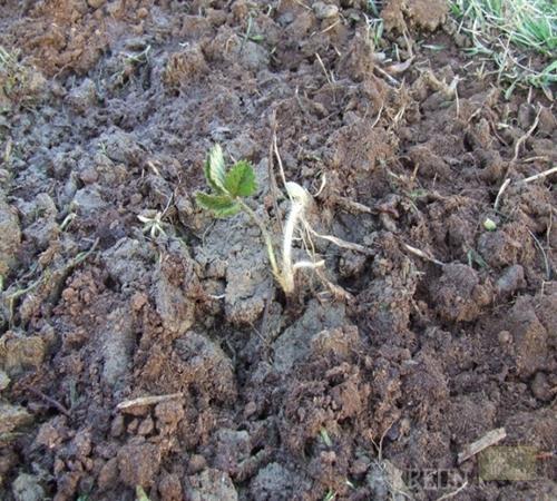 Пыловка для огорода применение. Разновидности и их использование 09 Пыловка для огорода применение. Разновидности и их использование 09