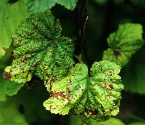 Фиолетовые листья у смородины. Распространённые грибковые заболевания