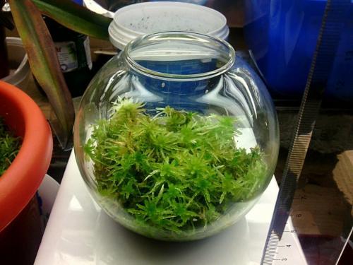 Мох на грунте. Как вырастить мох в доме?