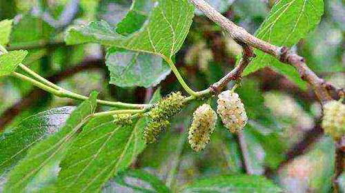 Какие плодовые деревья и кустарники посадить на даче в подмосковье. Шелковица белая