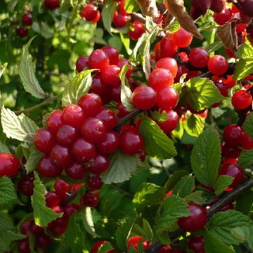 Обрезка вишня войлочная осенью. Обрезка очень старых кустарников войлочной вишни 06